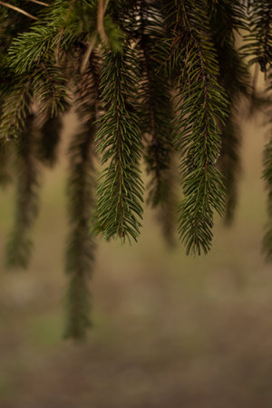 branches of a park spruce hanging downの写真素材