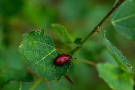 small red beetle on a green leafの写真素材