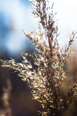 beautiful view of natural scenery, spikelets of grass, winter's field, spikelets, field's grass