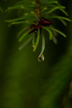 macro raindrop on a spruce branch