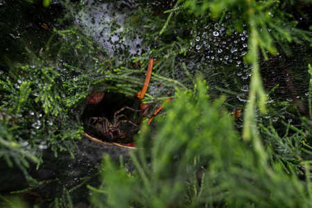 Funnel spider at the threshold of its minkの写真素材