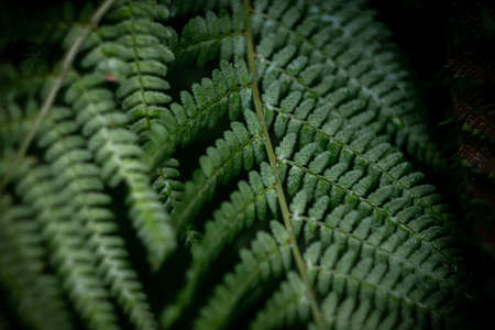 Rows of fern leaves in the Austrian forest, macro photography