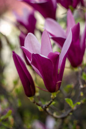 magnolia flowers, purple magnolia, spring flowersの写真素材