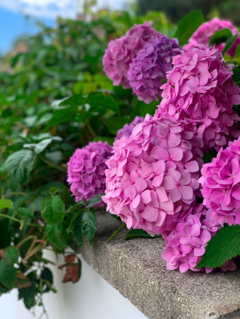 garden hydrangea, garden flowers, flower fenceの写真素材