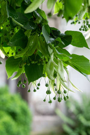 bunches of faded linden on a tree