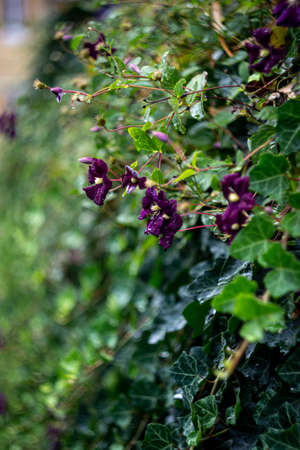 violetst flowers bindweed on the fence in the parkの写真素材
