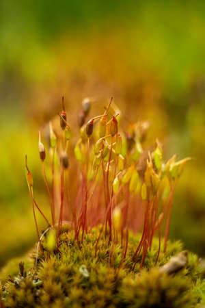 moss sprouts, macro moss, green grass, moss on a blurred natural backgroundの写真素材