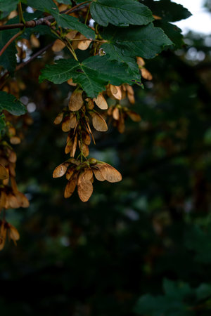 bunches of maple seeds on a tree branch against a blurred backgroundの写真素材