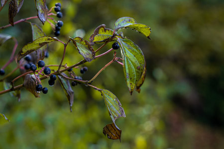berries of Cornus alternifolia on the branches of a bush in raindrops
