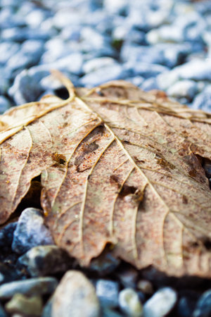 Macro shot of dry fallen maple leaf on gray stonesの写真素材