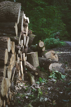 Logs from sawn trees lying by the road in the forest