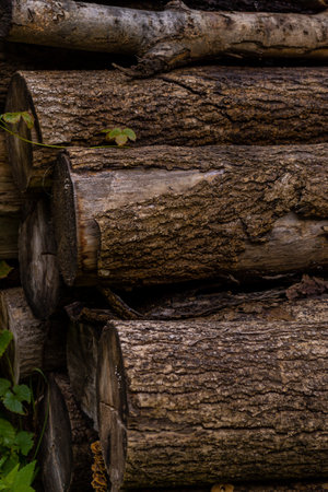 A pine logs lying on the ground in an alpine forest after rain