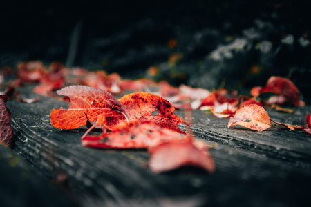 Fallen red tree leaves lying on a wooden benchの写真素材