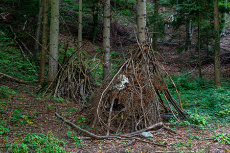 Folded branches after cutting down trees in the forest