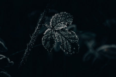Green rose leaves are covered with small ice crystalsの写真素材