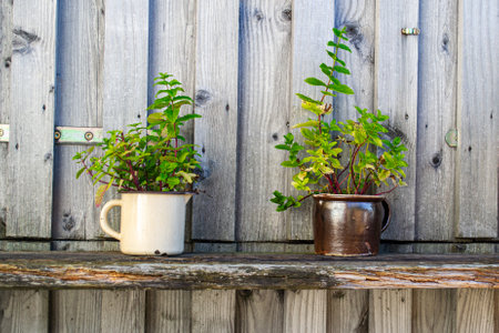 Two large vintage mugs with small bushes of plants growing in themの写真素材