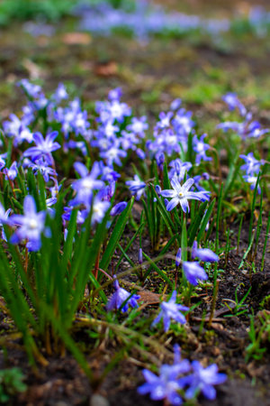Bouquets of blue scillas in a clearing in early springの写真素材