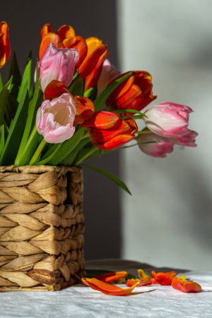 Bouquet of pink and red tulips in a wicker basket with fallen petals.の写真素材