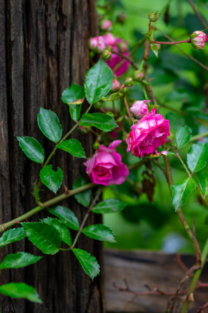 Small pink rose flowers growing near a wooden fenceの写真素材
