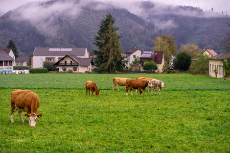 Grazing cows on an alpine meadow among the mountains.の写真素材