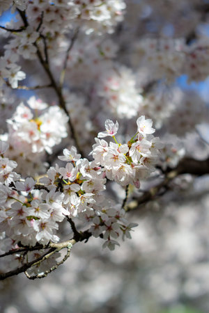 View of blooming white cherry tree branches in sunlight
