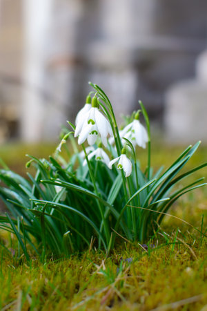 View of a small bush of blooming white snowdrops in spring
