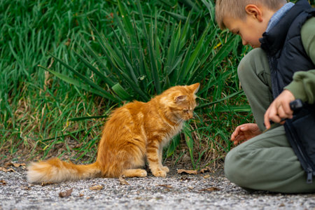 View of a kitten and a boy on the street in spring.の写真素材