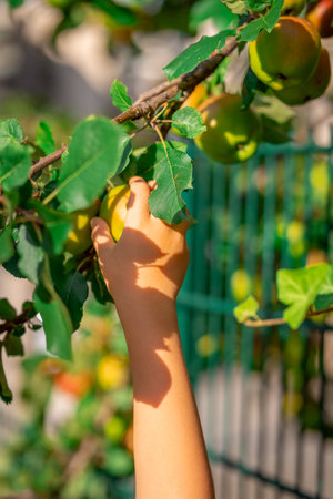 A child's hand picks an apple from a tree branch.の写真素材