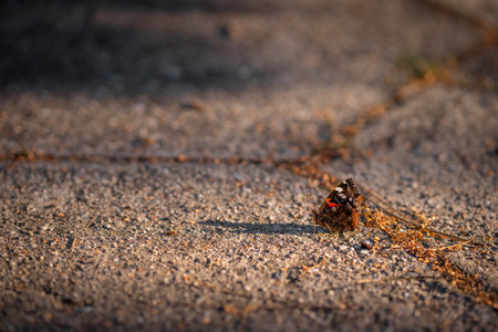 Butterfly Red Admiral on an asphalt road in the rays of the setting sun.の写真素材