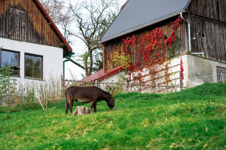 A donkey grazes on a farm among the Alpine mountains.の写真素材