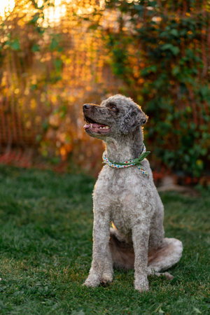 View of a sitting gray curly dog in a multi-colored collar.