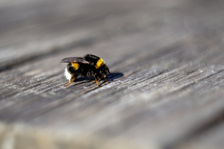 Macro shot of a bumblebee sitting on a wooden board in spring