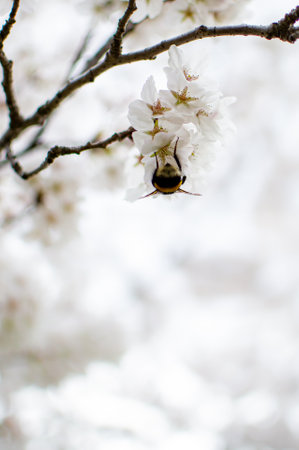 View of a bumblebee pollinating white sakura flowers in spring