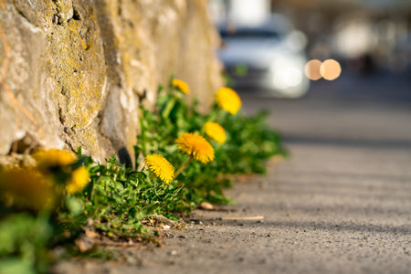 View of blooming dandelions growing along the road near a stone wallの写真素材