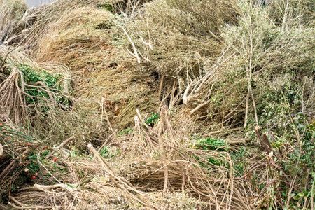 View of a stack of dry cut branches of trees and bushes in spring. Pile of dry branches and grass