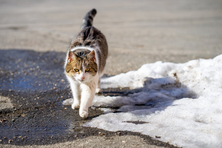 View of a yard cat walking along the street during the dayの写真素材