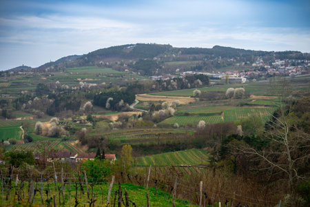 Panorama of Wachau valley in Lower Austria. Traditional wine and tourism regionの写真素材