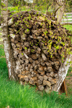 Firewood stacked on top of each other between two trees in the backyard