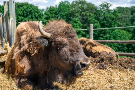 A massive bison lying down and chewing hay