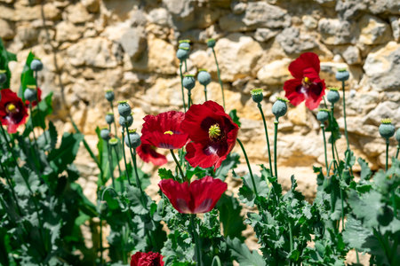 View of many red blooming poppies against the background of a stone wallの写真素材