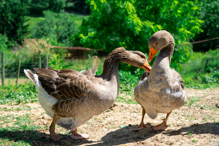 Close-up of two grey geese interacting against a green forest backgroundの写真素材
