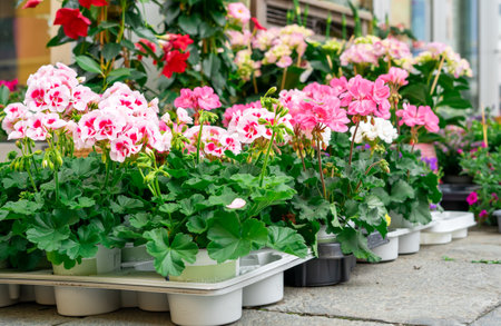Many charming pink garden and indoor flowers. Pink geraniums in plastic pots