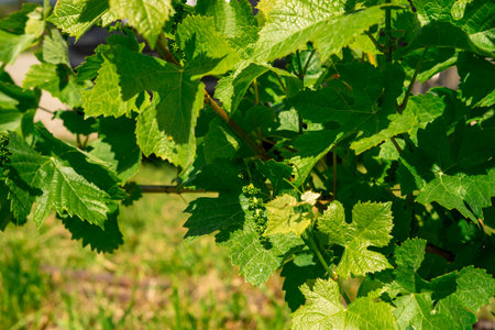 View of an unripe young bunch of grapes among the green foliage of a grape bush