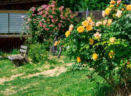 A wooden bench near rose bushes in the backyard of a small house in Austriaの写真素材