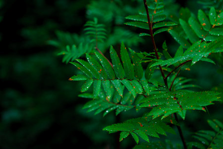 Raindrops on green rowan leaves. Forest after the rain.