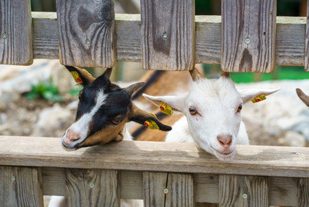 Two curious multi-colored goats with horns look through a wooden fence. Peaceful farming scene.の写真素材