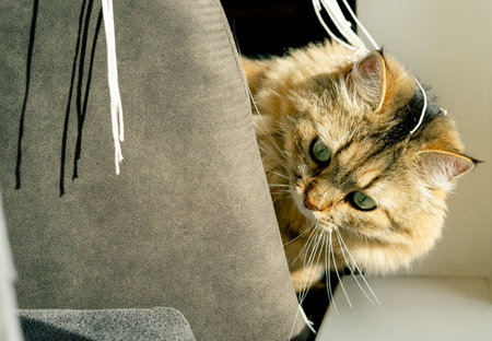 A fluffy domestic cat peeks out from behind a bar stool near a window in the sunlight.の写真素材