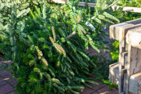 Green spruce trees grown on the farm are sold during the Christmas holidays. Christmas tree market...