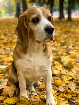 Cute beagle sits in the park among the yellow fallen leaves. Gray-haired dog on a walk in the park.