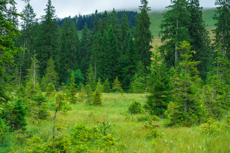Many young fir trees in a small forest clearing against the backdrop of trees and mountains